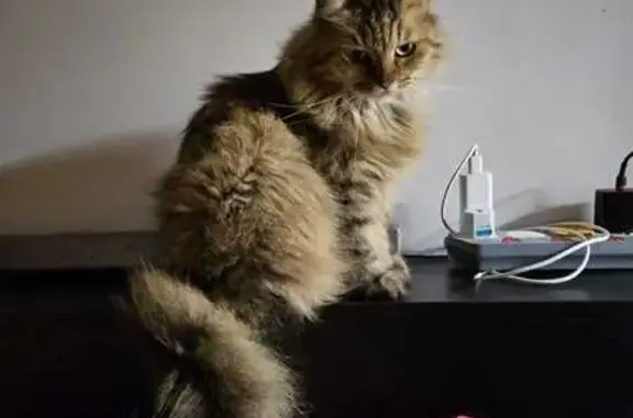 Missing cat Singapore, photo: Lost Cat: Greyish Black, Grumpy, Fernvale