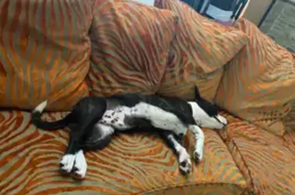 Perros perdidos, , foto: ¡Ayuda a encontrar a nuestro pitbull perdido!