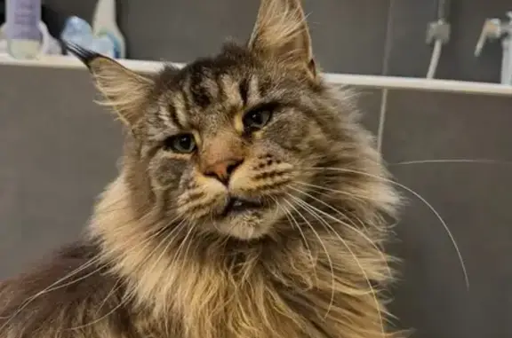 Chat perdu, , photo: Perdu : Marius, grand Maine Coon poilu