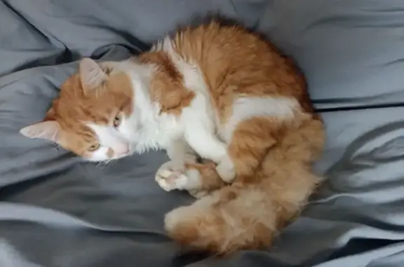 Кішки загублені, Луцьк, фото: Зник рудо-білий кіт у Луцьку: винагорода!