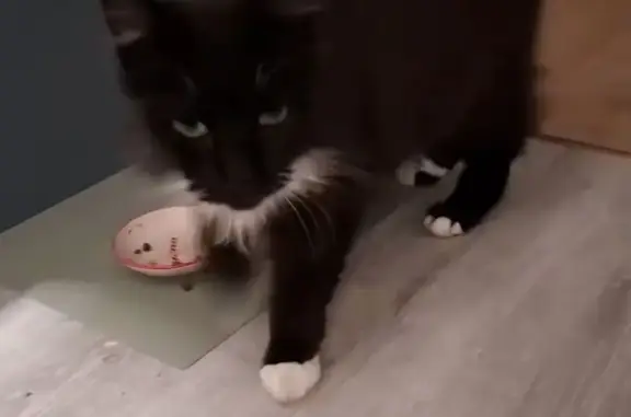 Found: Friendly Black Cat with...