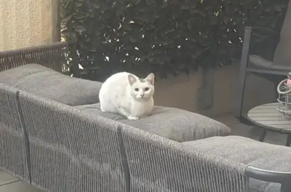 Chat trouvé Avignon, photo: Chaton trouvé, blanc tacheté, Avignon