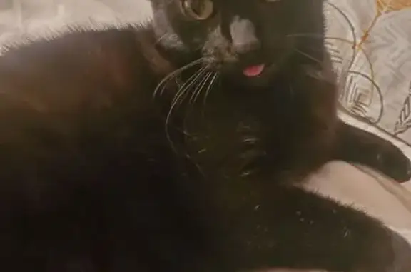 Chatte noire perdue à Oriolles - photo