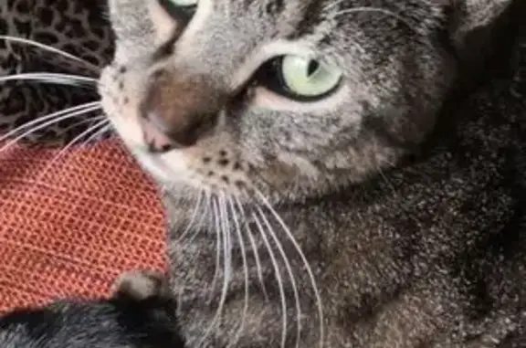 Chat perdu : Solea, tigré gris, Vernon - photo