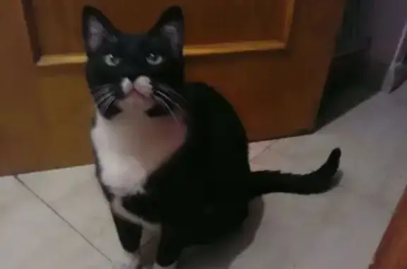 Gatos perdidos, Santander, foto: Gato Negro Grande Perdido en Santander