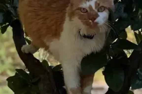 Chat perdu, , photo: Chat roux et blanc perdu à Pont-de-Roide