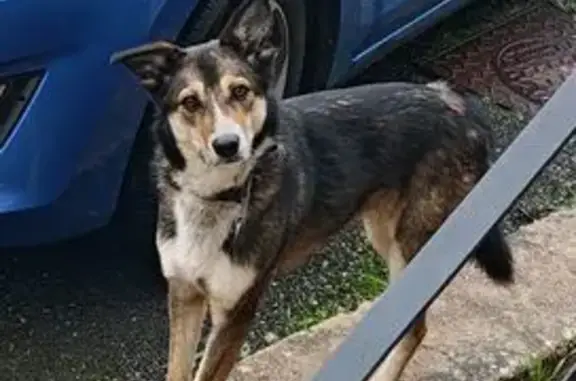 Animaux trouvés , photo: Chienne beige et noire errante à Niederstinzel