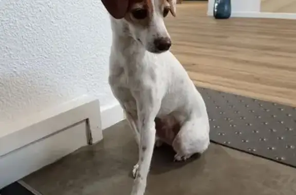 Animaux trouvés Dax, photo: Chien beige-blanc errant à Dax, craintif