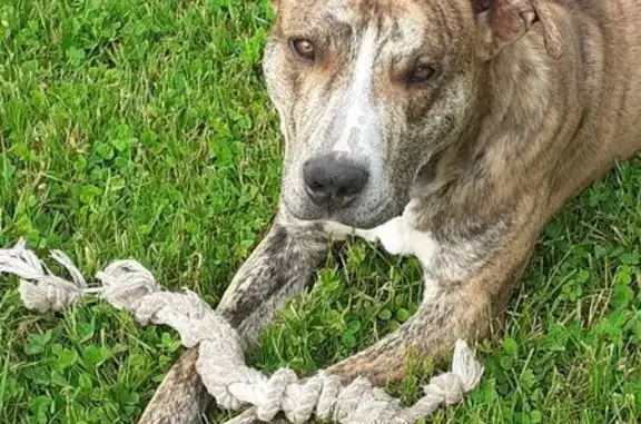 Chien Dog argentin bringé perdu à Bérulle - photo