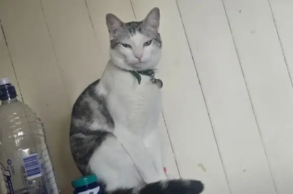 Lost Friendly Cat: Hamilton St, Warwick