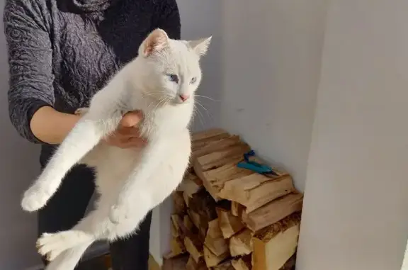 Animaux trouvés Romans-sur-Isère, photo: Chat blanc aux yeux bleus trouvé à Romans
