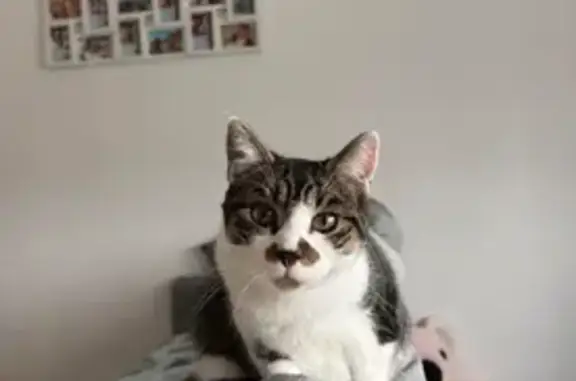 Chat perdu : Uno, mâle tacheté museau - photo