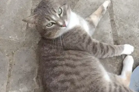 Chat perdu : Gris tigré, Rue Basse Rue - photo