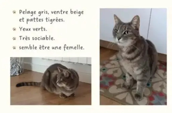 Animaux trouvés Marck, photo: Chatte tigrée câline trouvée à Marck