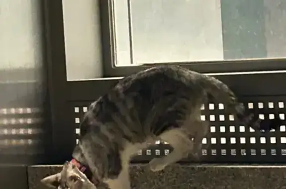 Lost and found pets Singapore, photo: Found: Grey Cat Near Tanjong Rhu MRT