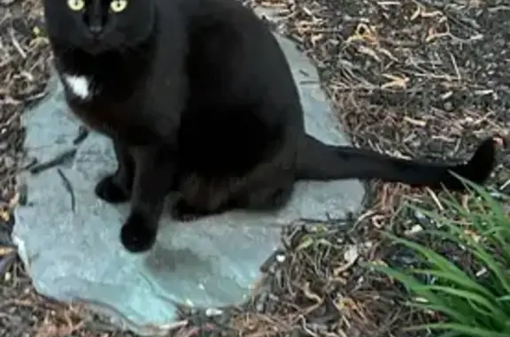 Missing cat , photo: Friendly Black Cat Missing Near School Rd