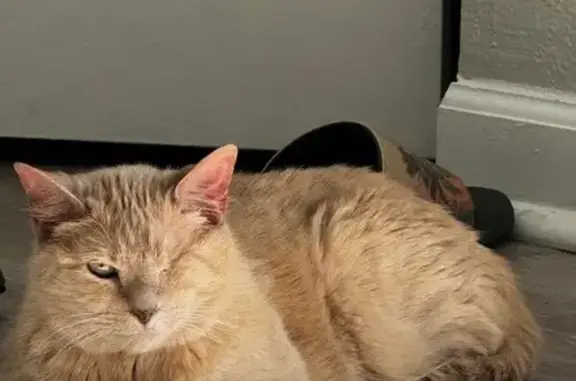 Lost pets Las Vegas, photo: Lost One-Eyed Cream Orange Cat in Vegas