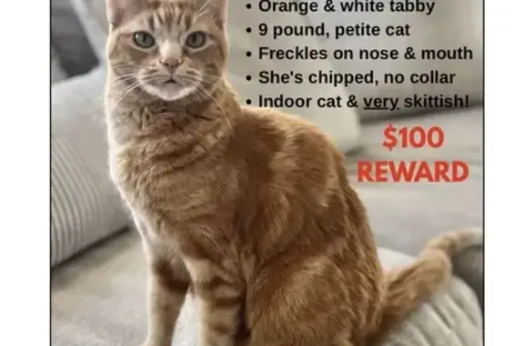 Missing cat Saratoga Springs, photo: Lost Skittish Tabby: Saratoga Springs