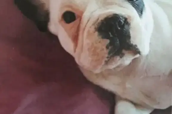 Chien perdu , photo : Bouledogue Agathe perdue à Magagnosc
