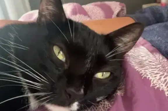 Lost Cat: Unique Cow Print Paw in Hicksville