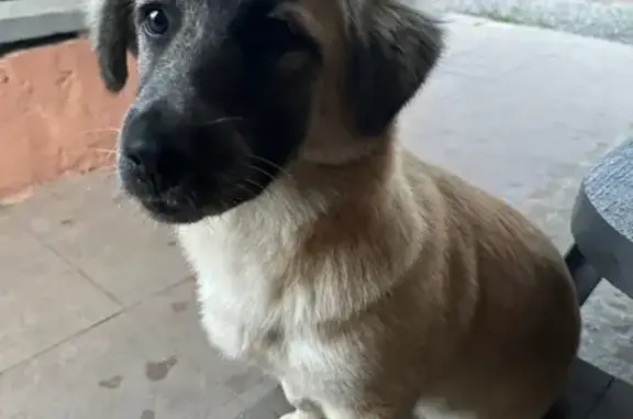 Знайдена ласкава собака на Дач...