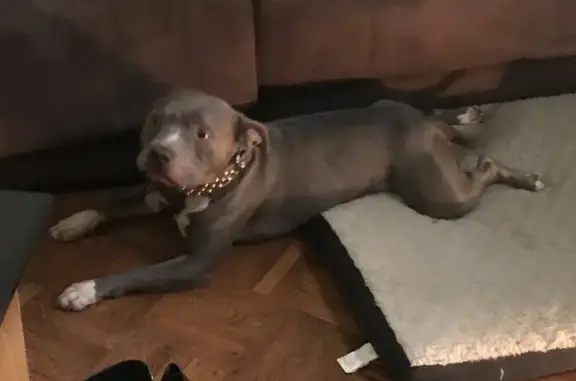 Lost Dog: Black Collar, Call Tony Now!