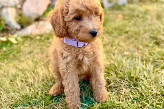 Lost Puppy Alert: Help Find Cocoa!