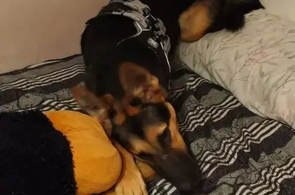 Perro Pastor Perdido en Álora: Arnés Gris