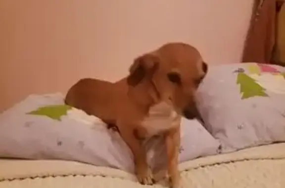 Lost Tan Dachshund Mix - Snow Camp Area