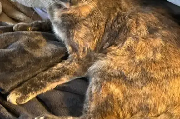 Charming Watercolor Cat Found...