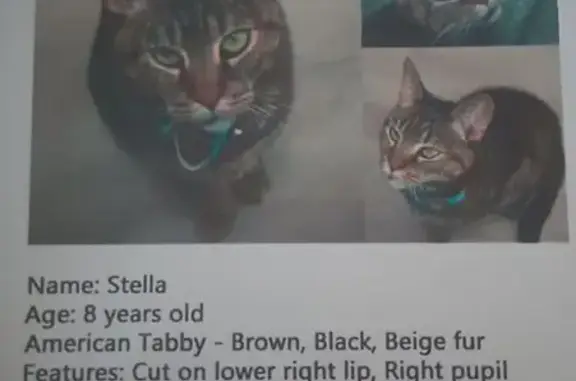 Lost Tabby Cat in Berkeley Township