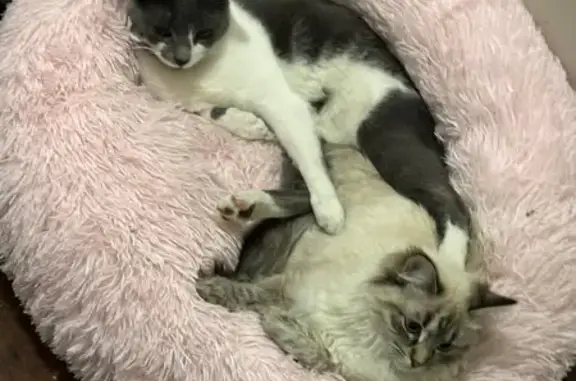 Help Reunite Selina & Cleo with Owner