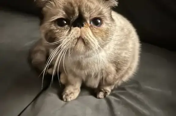 Chatte Exotic perdue, beige, yeux bleus - photo