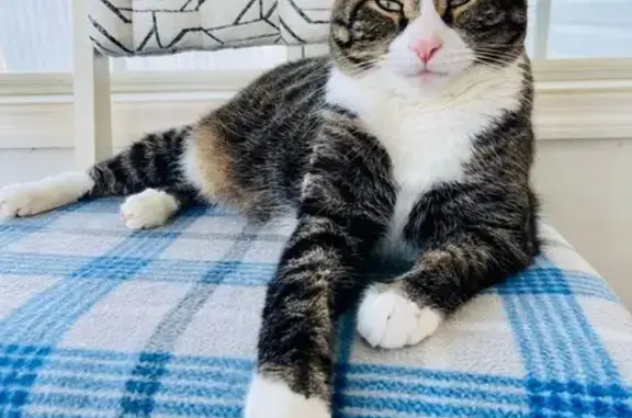 Missing cat Fort Oglethorpe, photo: Lost Large Tabby Cat on Holli Lane