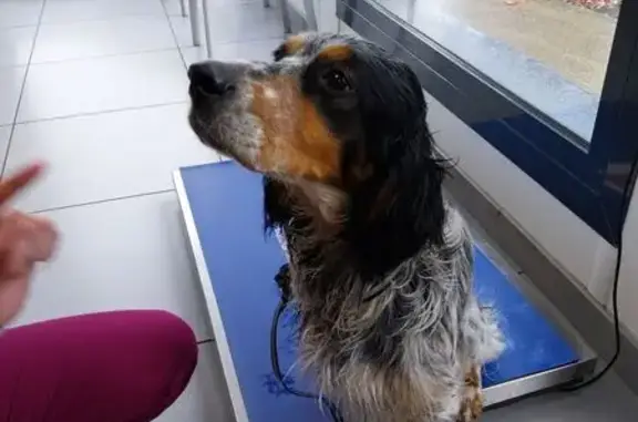 Animaux trouvés Nouvelle-Aquitaine, photo: Setter tricolore mâle trouvé à Saint-Vincent