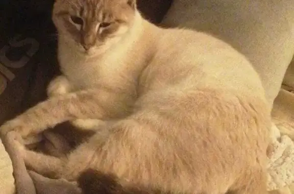 Animaux perdus , photo: Chatte blanche perdue, queue tigrée Beaussault