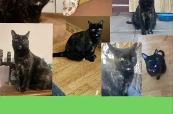 Lost: Sweet Black Tabby in Mesa