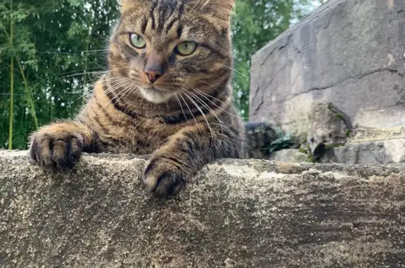 Chat perdu, Besançon, photo: Chat tigré perdu Rue de Dole, Besançon