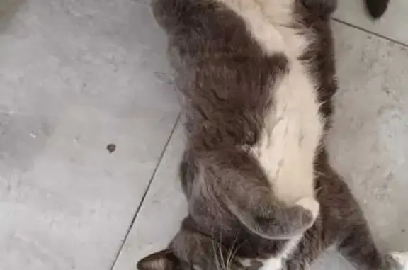 Gato Gris Perdido en Torreón: ¡Ayúdanos!