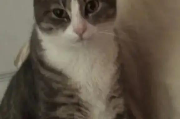 Missing cat Buffalo Grove, photo: Lost Cat: Silver & Black in Buffalo Grove