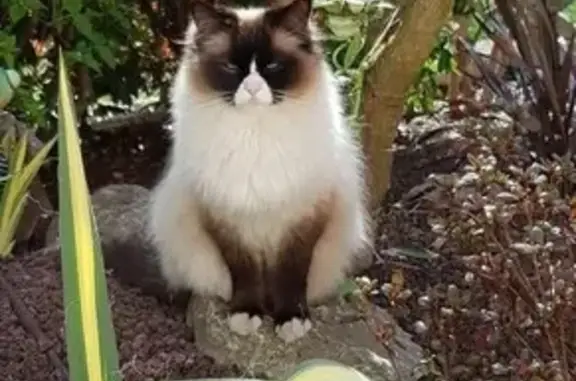Chat Ragdoll perdu à Messimy - Otone - photo