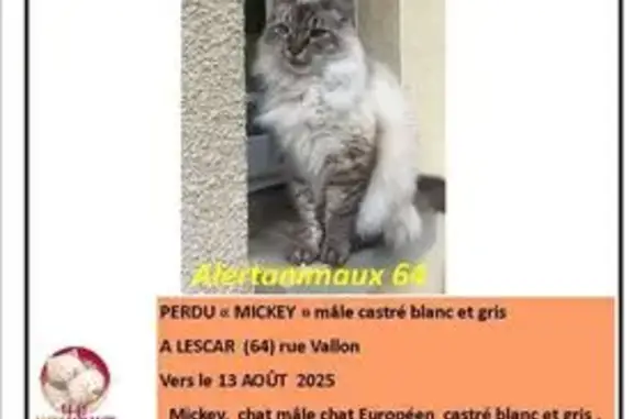 Chat perdu blanc et gris à Lescar - photo