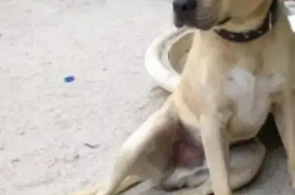 Perros perdidos, , foto: Perro Rubio Perdido en Castelldefels, ¡Ayuda!