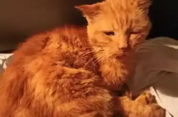 Chat roux âgé trouvé à Montauban - photo