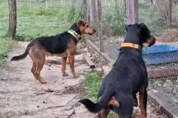 Chienne Jagd Terrier perdue, pucée, Nouvelle-Aquitaine - photo