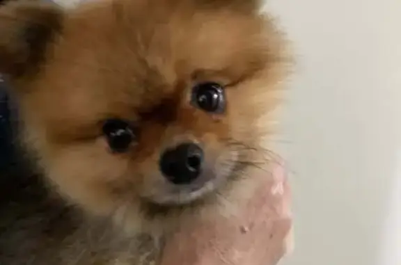 Lost Toy Pomeranian: Nervous, Tan & Grey