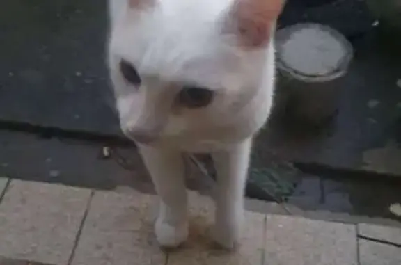 Animaux trouvés , photo: Chat blanc trouvé, Quartier des Capucins