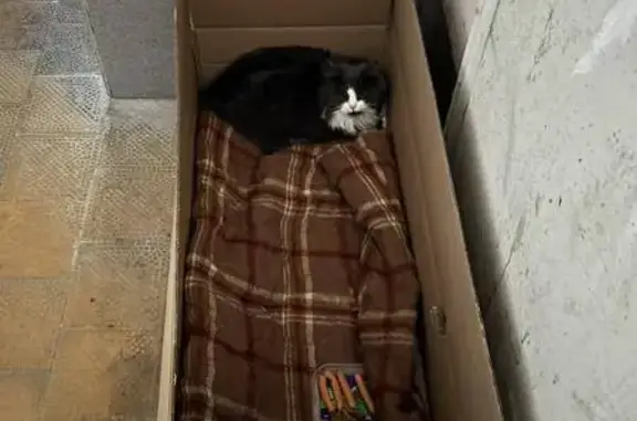 Знайдено кішку Львів, фото: Знайдена кішка: вул. Раппопорта, 15, Львів