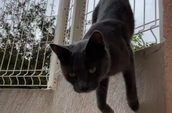 Chat gris perdu, type Chartreux, Toulon - photo