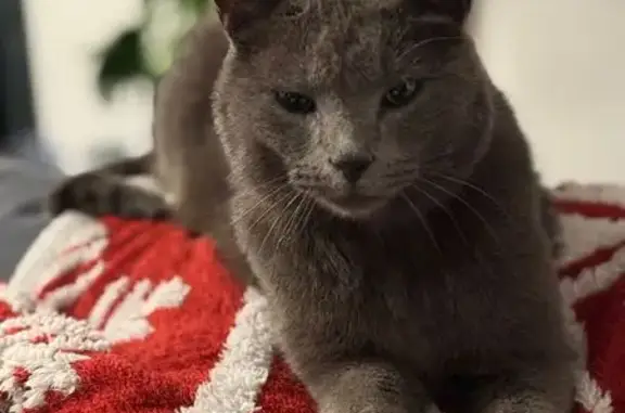 Chat mâle gris perdu, collier bleu, Pont-de-Beauvoisin - photo